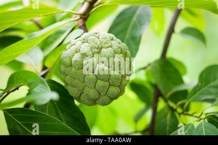 Apple zucchero Frutta tropicali sull albero nel giardino - anone sulla struttura vegetale natura sfondo verde Foto Stock