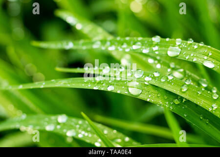 Una bella immagine di gocce di scarico sulle pale di erba di una mattina del Midwest temporale Foto Stock
