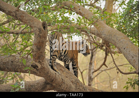 Tiger arrampicata su albero di ficus, Ranthambhore national park, Rajasthan, India, Asia Foto Stock