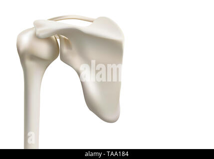 Medica precisa le immagini 3D della spalla umana le ossa Foto Stock