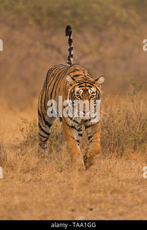 Tigre del Bengala in Ranthambhore national park, Rajasthan, India, Asia Foto Stock