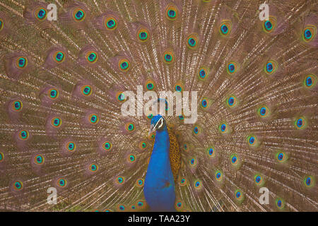 Peafowl in Ranthambhore national park, Rajasthan, India, Asia Foto Stock