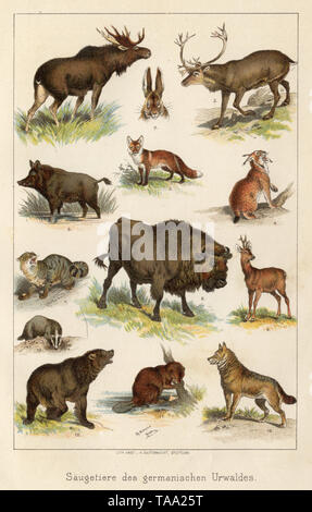 Mammiferi dell'ex foresta germanica, 1 elk, 2 lepre, 3 renne, 4 lynx, 5 fox; 6 cinghiale, 7 gatto selvatico, 8 uro, 9 Cervi, 10 Wolf, 11 castoro, 12 orso bruno, 13 badger , Ch Votteler (, ) Foto Stock