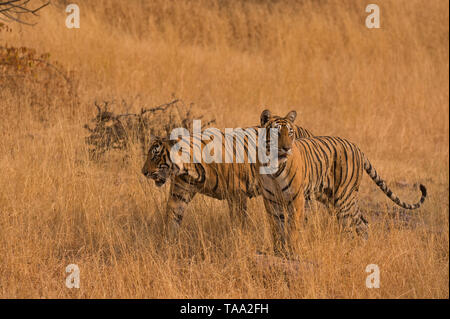 Le tigri del Bengala in Ranthambhore national park, Rajasthan, India, Asia Foto Stock