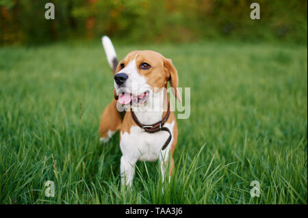 Il beagle sorge nell'erba con la sua linguetta sporgente. Cane di razza ritratto. Happy dog sulla passeggiata nel parco. Foto Stock