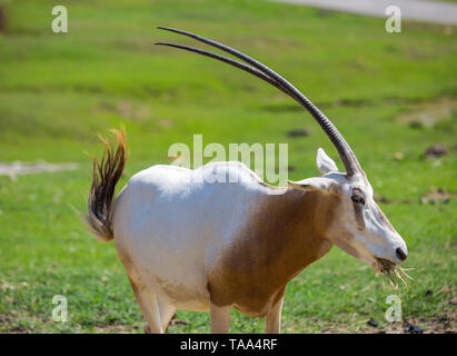 La scimitar oryx o scimitar-cornuto oryx (Oryx dammah) Foto Stock