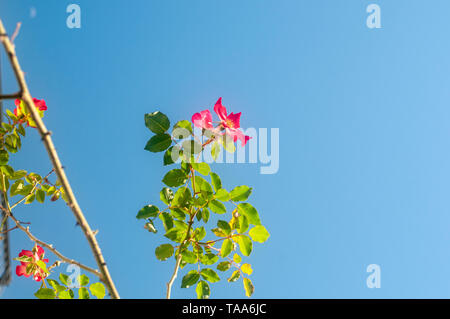 Red Rose fiore con centro giallo cocktail Meimick scalatore rose Foto Stock