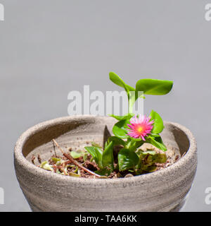 Heartleaf iceplant (Aptenia cordifolia) fiori. Chiamato anche baby sunrose, questa succulenta è nativo di Sud Africa ma in alcune regioni d'Europa, Foto Stock