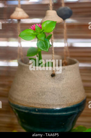 Heartleaf iceplant (Aptenia cordifolia) fiori. Chiamato anche baby sunrose, questa succulenta è nativo di Sud Africa ma in alcune regioni d'Europa, Foto Stock