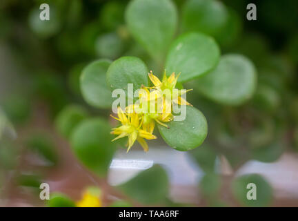 Golden Stonecrop giapponese (Sedum ogon makinoi) fiori e fogliame. Questo è un piccolo-lasciava, la diffusione, la copertura del terreno Sedum che si fa notare per la sua brillante Foto Stock