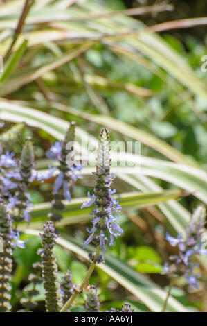 Astice blu fiore Plectranthus neochilus (aragosta bush, volare Bush o Bush di zanzara) è un perenne la copertura del terreno con molto profumato, parzialmente scal Foto Stock