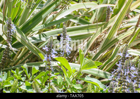 Astice blu fiore Plectranthus neochilus (aragosta bush, volare Bush o Bush di zanzara) è un perenne la copertura del terreno con molto profumato, parzialmente scal Foto Stock