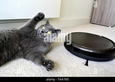 Robotico di aspirapolvere con un soffice British Shorthair cat in camera. Close up. Foto Stock