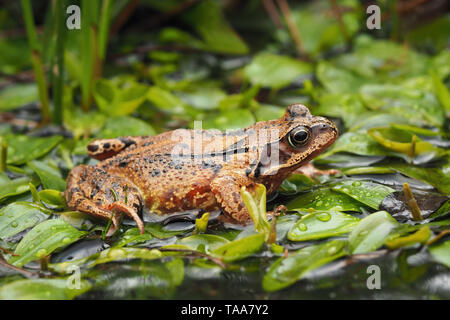 Rana comune (Rana temporaria) di appoggio nella piscina di bosco. Tipperary, Irlanda Foto Stock