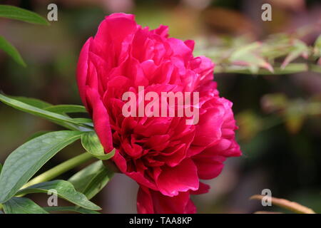 Peonia bloom, (Paeonia). Il fiore ha petali bianco puro con close-up del suo giallo-oro e pistilli sepali al centro Foto Stock