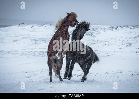 Cavalli islandesi play e lotta in inverno la neve vicino Stokksnes, Islanda Foto Stock
