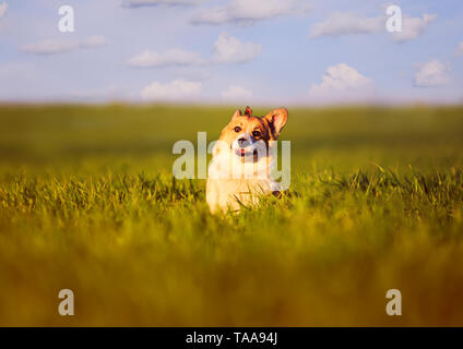 Piccola farfalla sat sulla testa di un divertente piccolo cane rosso cucciolo Corgi su un verde prato in erba su una soleggiata giornata di primavera Foto Stock