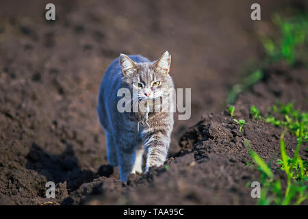 Agile striped cat cammina per la strada nel giardino in una fattoria con un ratto grigio catturati nel suo denti Foto Stock