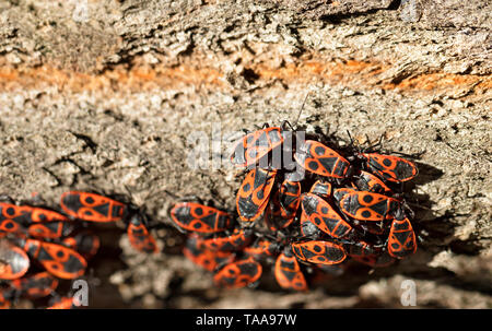 Un gregge di foresta rosso-nero scarafaggi raggruppate sulla corteccia di un albero, un close-up foto. Foto Stock