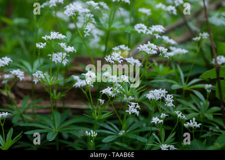 Waldmeister, Wald-Meister, Wohlriechendes Labkraut, Galium odoratum, dolce Woodruff, sweetscented bedstraw, Woodruff, wild bimbo di respiro, le Aspérule Foto Stock