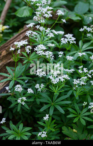 Waldmeister, Wald-Meister, Wohlriechendes Labkraut, Galium odoratum, dolce Woodruff, sweetscented bedstraw, Woodruff, wild bimbo di respiro, le Aspérule Foto Stock