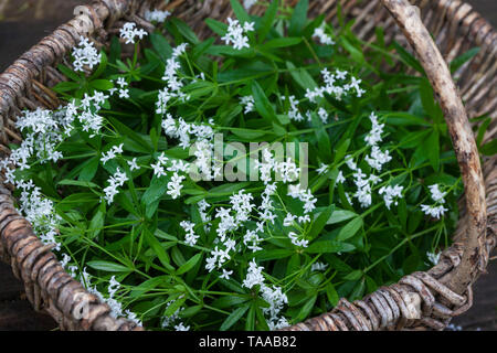 Waldmeister-Ernte, Kräuterernte, Kräutersammeln, Waldmeister in einem Korb, Sammelkorb, Waldmeister, Wald-Meister, Wohlriechendes Labkraut, Galium oddone Foto Stock