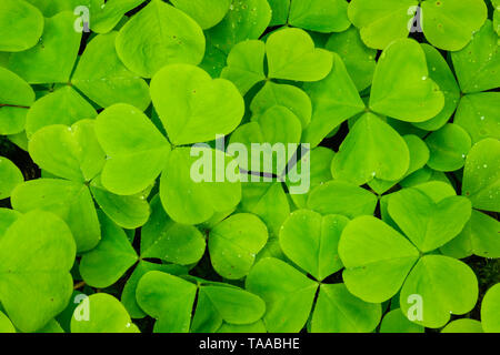 Oxalis o legno Sorrel; salmone Creek, Willamette National Forest, Oregon. Foto Stock