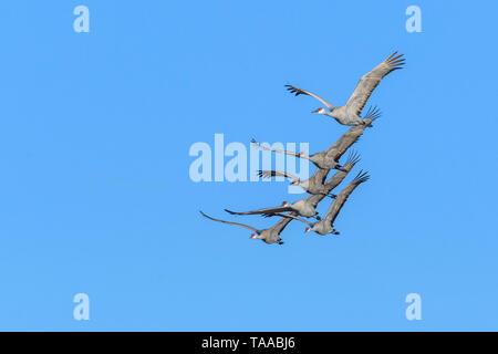 Sandhill gru in volo vicino al fiume Platte nel Nebraska. Foto Stock