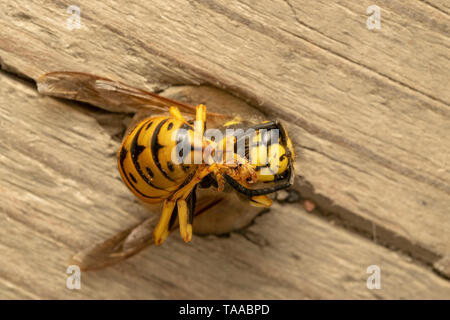 Il tedesco wasp, Europeo wasp o Tedesco yellowjacket (lat. Vespula germanica) Foto Stock