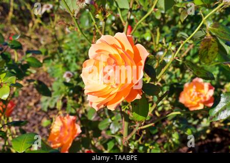 David Austin Rose Inglesi Lady di scalogno,contro verde sullo sfondo delle boccole Foto Stock