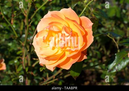 David Austin Rose Inglesi Lady di scalogno, contro verde sullo sfondo delle boccole Foto Stock