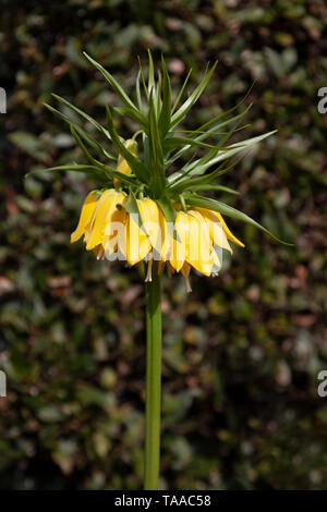 Un bellissimo esemplare di un giallo corona imperiale, Fritillary Fritillaria imperialis lutea. Foto Stock