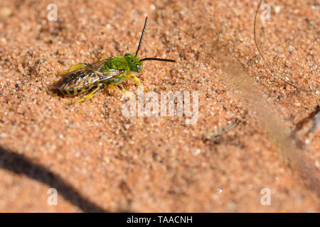 Likey un splended verde metallizzato bee - in una zona sabbiosa di la prairie zone umide di Crex Prati Area faunistica in Wisconsin settentrionale Foto Stock