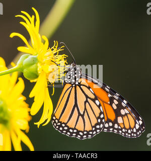 Farfalla monarca su giallo di fiori selvaggi in Theodore Wirth Park a Minneapolis, Minnesota Foto Stock