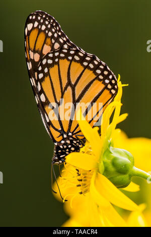 Farfalla monarca su giallo di fiori selvaggi in Theodore Wirth Park a Minneapolis, Minnesota Foto Stock