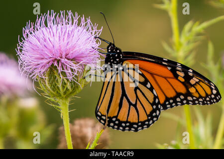 Farfalla monarca su viola di fiori selvaggi in Theodore Wirth Park a Minneapolis, Minnesota Foto Stock