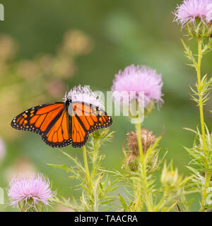 Farfalla monarca su viola di fiori selvaggi in Theodore Wirth Park a Minneapolis, Minnesota Foto Stock