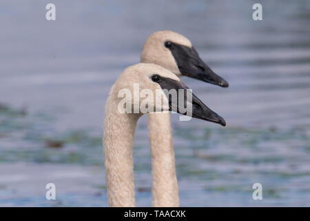 Una coppia di trumpeter swans su di una splendida giornata estiva - presi in Crex Prati Area faunistica in Wisconsin settentrionale Foto Stock