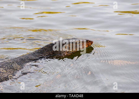 Varanus salvator / Asian monitor acqua lizard nuotare nello stagno Foto Stock