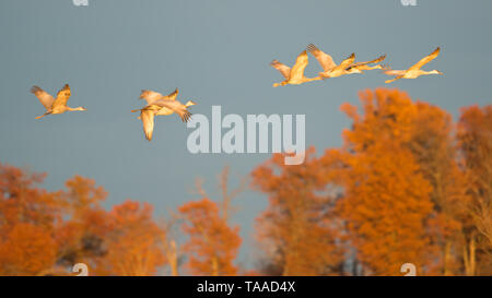 Gruppo di sandhill gru in volo al 'golden hour' crepuscolo / tramonto prima dello sbarco di posatoio per la notte durante la caduta delle migrazioni al Crex Prati Foto Stock