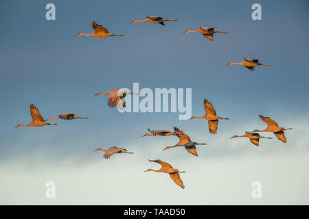 Gruppo di sandhill gru in volo al 'golden hour' crepuscolo / tramonto prima dello sbarco di posatoio per la notte durante la caduta delle migrazioni al Crex Prati Foto Stock