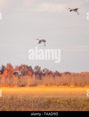 Gruppo di sandhill gru in volo al 'golden hour' crepuscolo / tramonto prima dello sbarco di posatoio per la notte durante la caduta delle migrazioni al Crex Prati Foto Stock