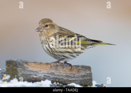 Pine lucherino arroccato su abranch - presi in inverno in Sax-Zim Bog nel nord del Minnesota Foto Stock