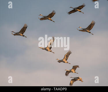 Gruppo di sandhill gru in volo al 'golden hour' crepuscolo / tramonto prima dello sbarco di posatoio per la notte durante la caduta delle migrazioni al Crex Prati Foto Stock