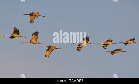 Gruppo di sandhill gru in volo al 'golden hour' crepuscolo / tramonto prima dello sbarco di posatoio per la notte durante la caduta delle migrazioni al Crex Prati Foto Stock