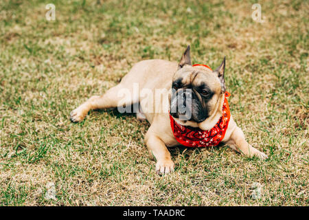 Razza bulldog francese indossando sciarpa rossa e giacenti su erba verde Foto Stock