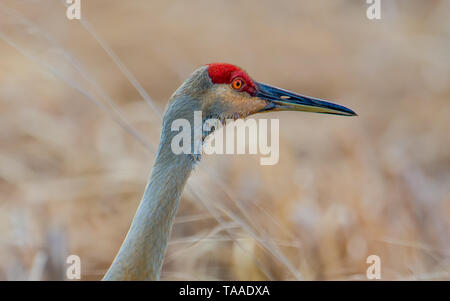 Gru Sandhill ritratto preso in Crex Prati Area faunistica in Wisconsin settentrionale Foto Stock