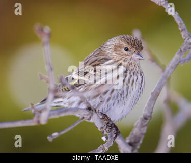 Pine lucherino arroccato su abranch - presi in inverno in Sax-Zim Bog nel nord del Minnesota Foto Stock