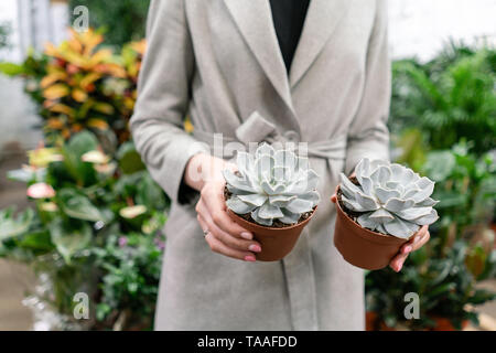 Garden center e fornitore all'ingrosso concetto. Messa a fuoco selettiva su piante succulente in vasi nelle mani della donna. Acquisto di impianti per la casa. Donna sorridente Foto Stock