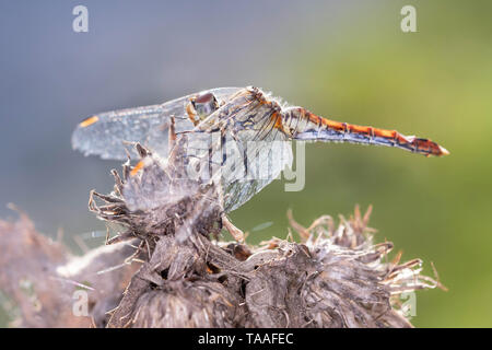 Un comune darter o vagabonda darter dragonfly - sympetrum vulgatum - appoggiata su un fiore appassiti Foto Stock